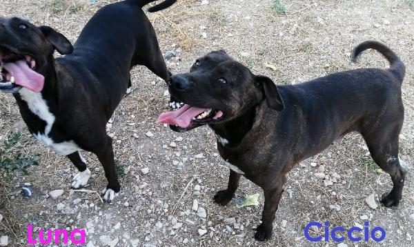 Luna cagnolona nata intorno al 2018 Foto 3